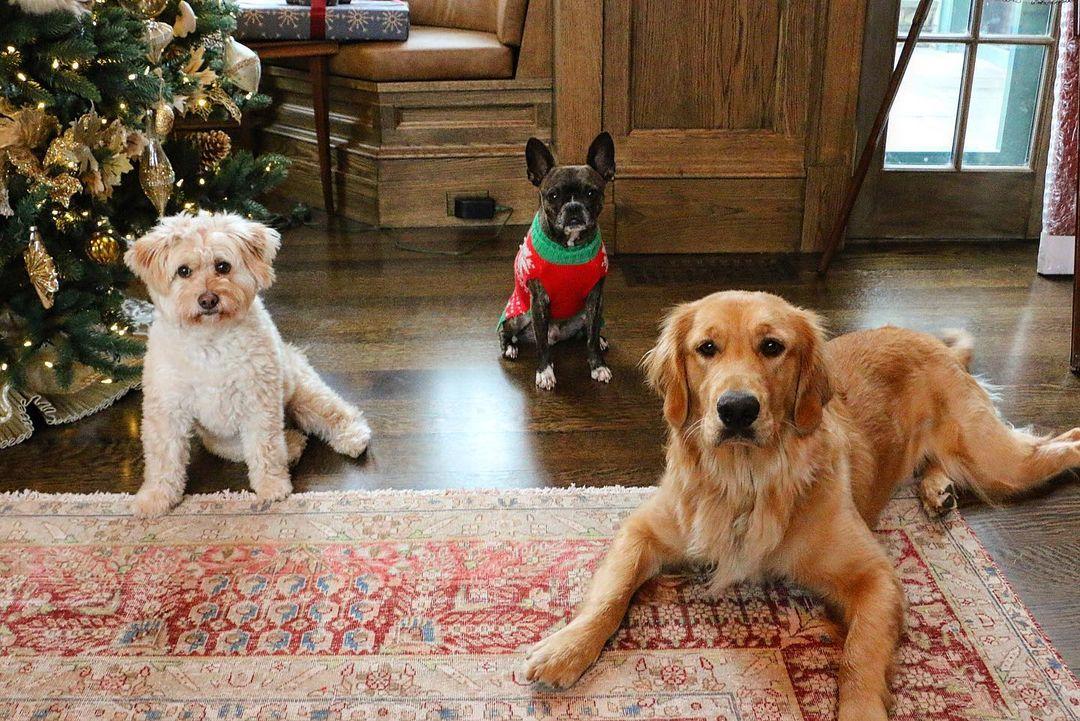 Neil Patrick Harris Got Clones Of His Dogs For Christmas!