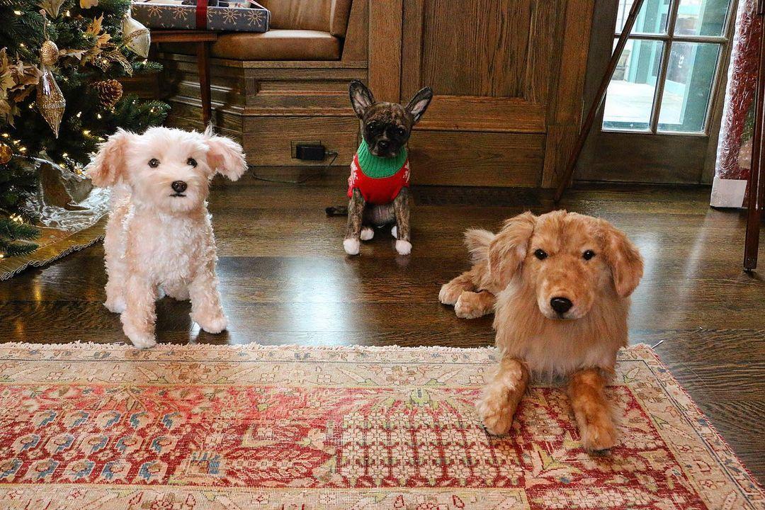 Neil Patrick Harris' dogs