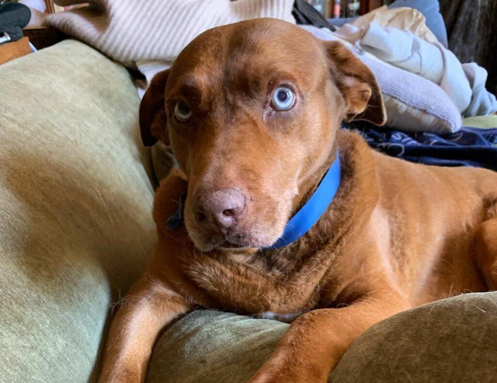 Kevin Smith's Dog Madmartigan aka marty