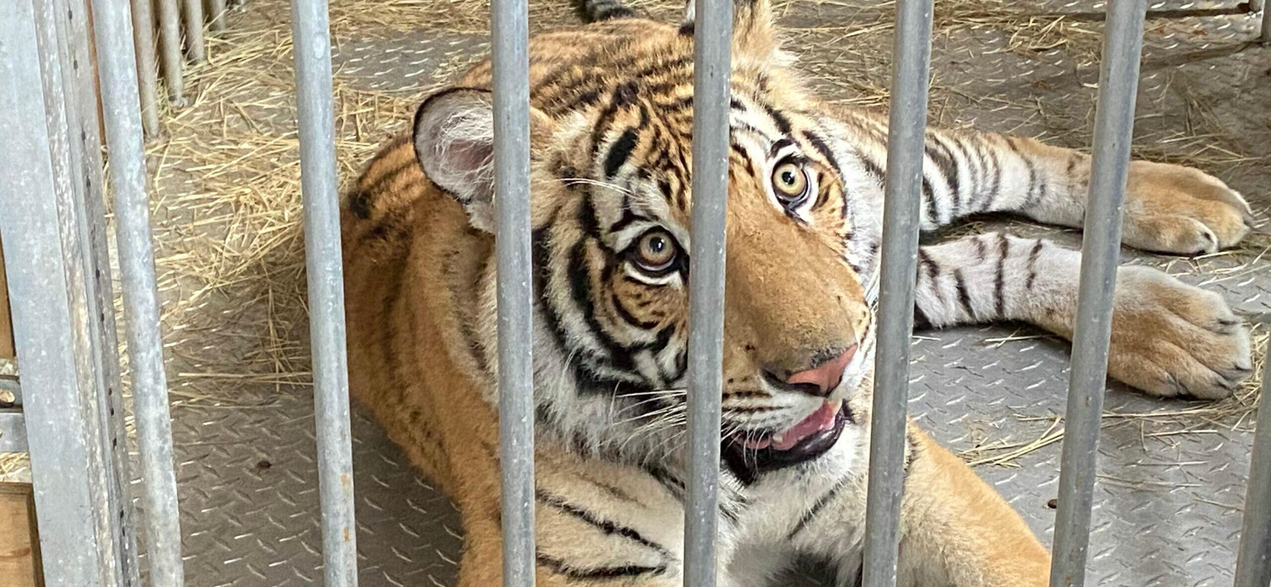 Bengal tiger India recuperates in animal sanctuary after six-day hunt to find animal which was spotted roaming streets in quiet Texas neighborhood