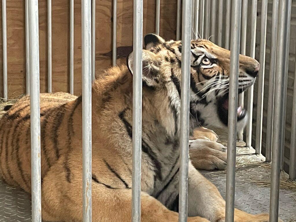 Bengal tiger India recuperates in animal sanctuary after six-day hunt to find animal which was spotted roaming streets in quiet Texas neighborhood