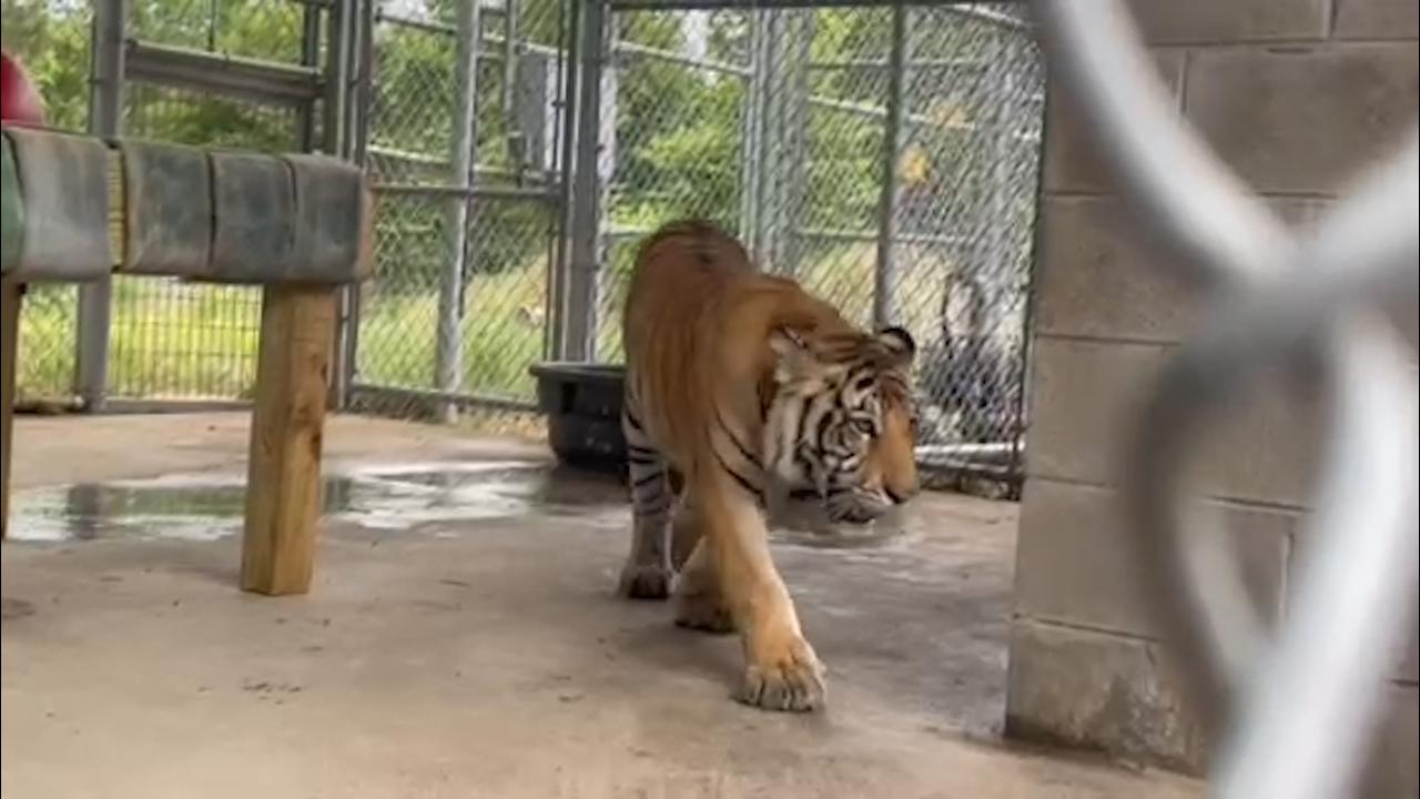 Bengal tiger India recuperates in animal sanctuary after six-day hunt to find animal which was spotted roaming streets in quiet Texas neighborhood