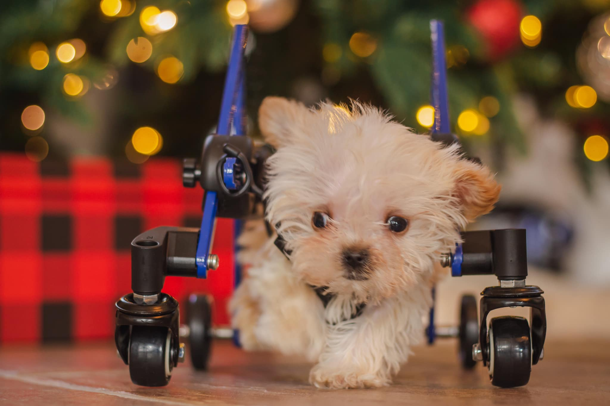 Toby, The 23 Oz. Special Needs Puppy Gets Custom Wheelchair For Christmas!