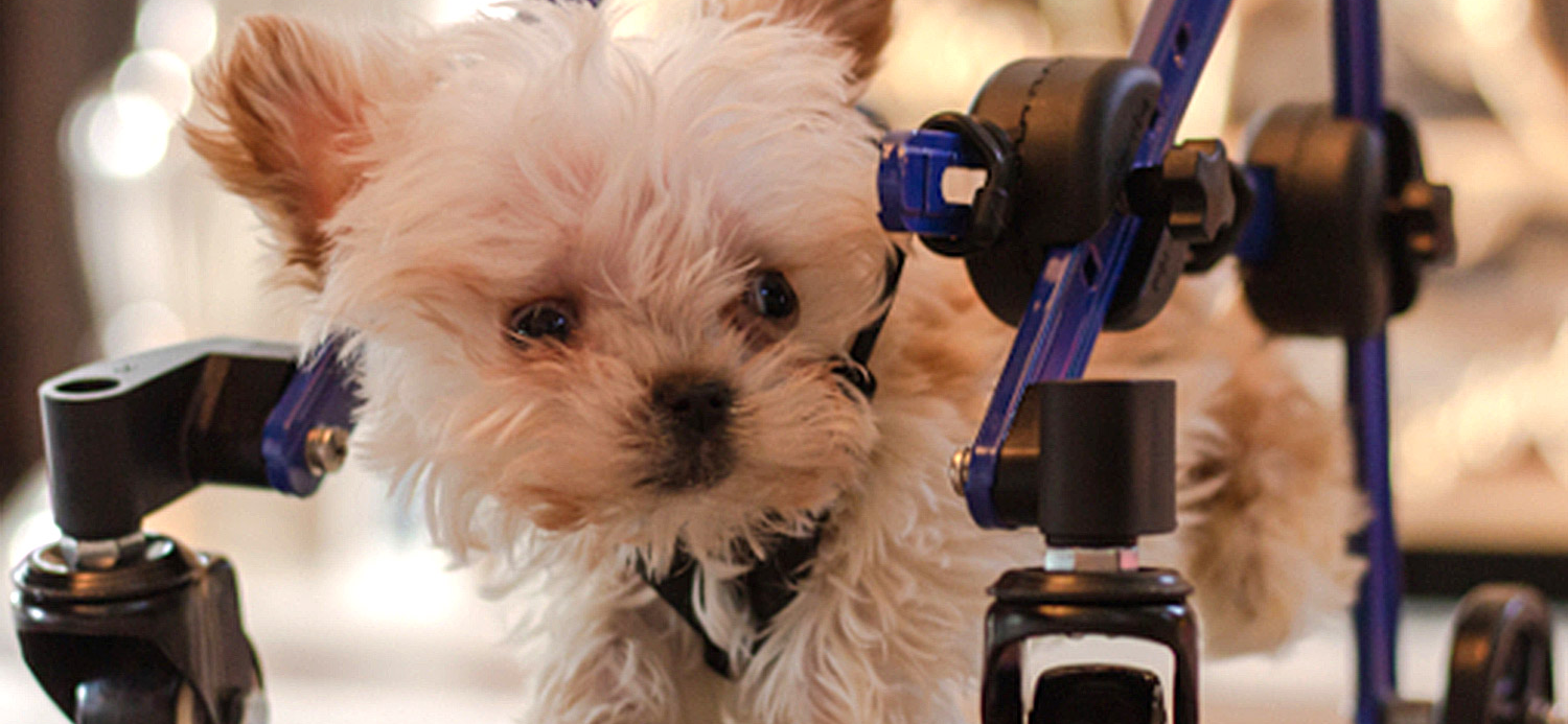 Toby, The 23 Oz. Special Needs Puppy Gets Custom Wheelchair For Christmas!