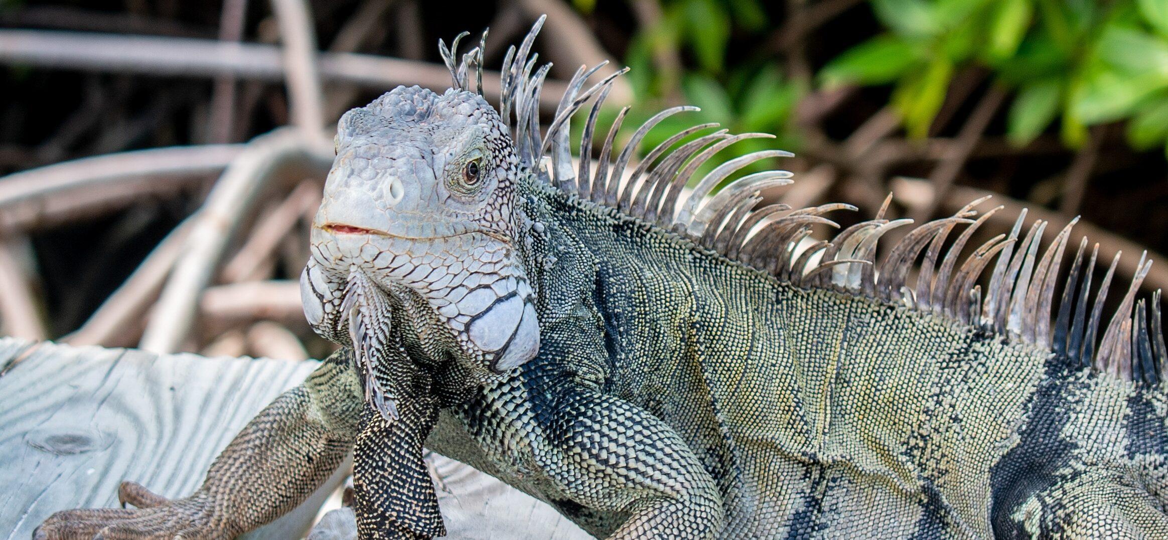 Dutch Caribean Island Aruba