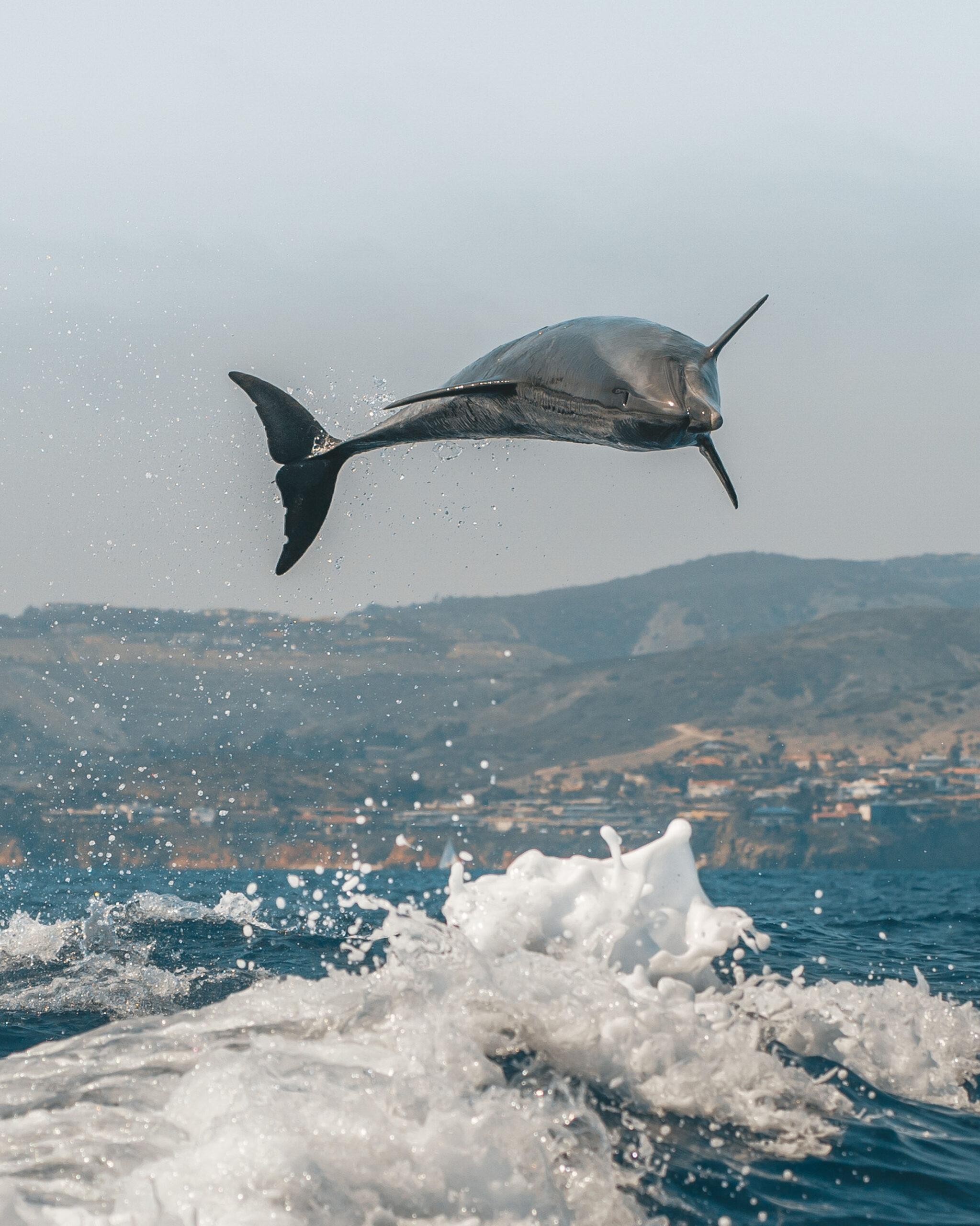 Bottlenose dolphin leaps 10ft in the air to delight tourists