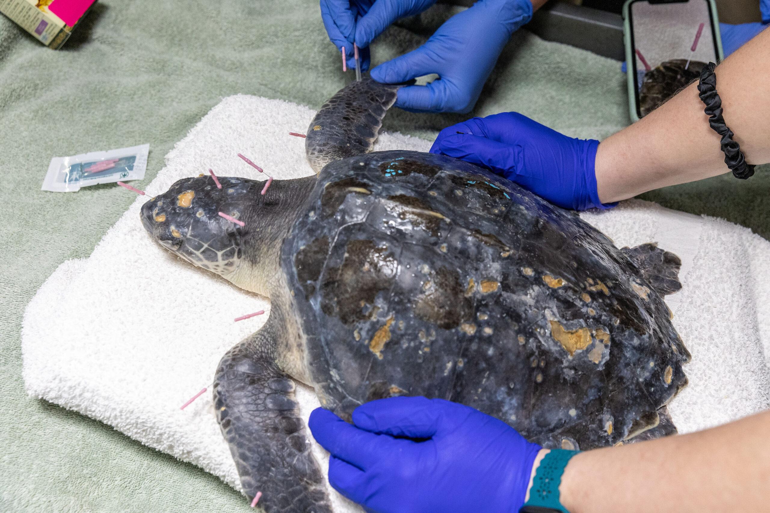 Sea Turtle Named Bassoon Gets Acupuncture For Jaw Trouble