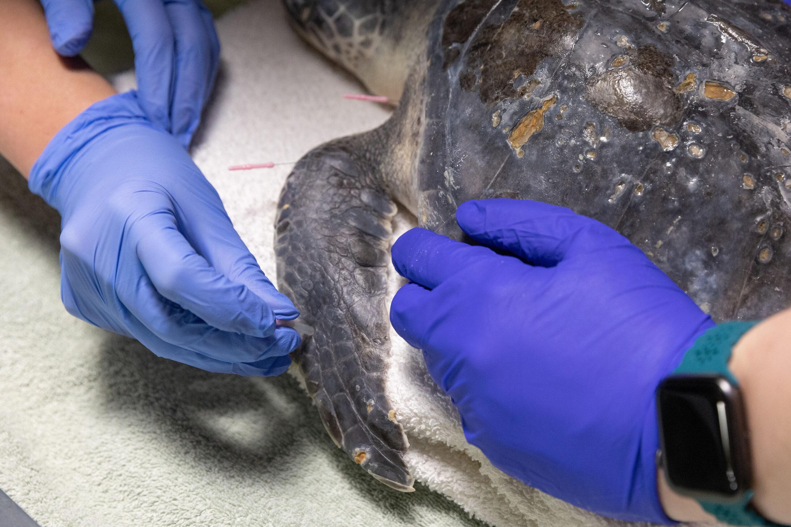 Sea Turtle Named Bassoon Gets Acupuncture For Jaw Trouble