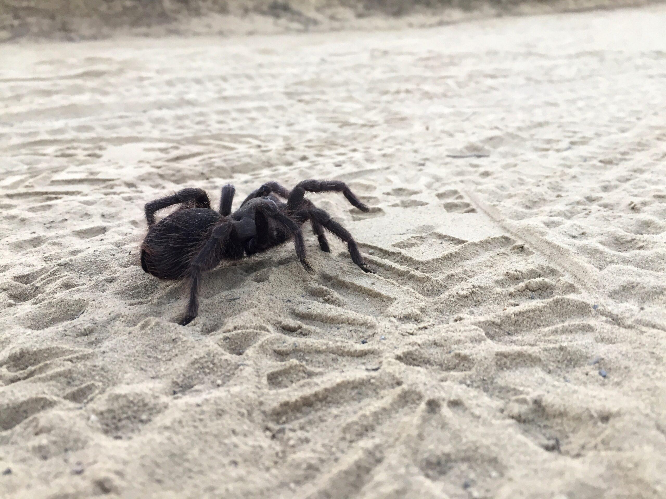 Western Desert Tarantula