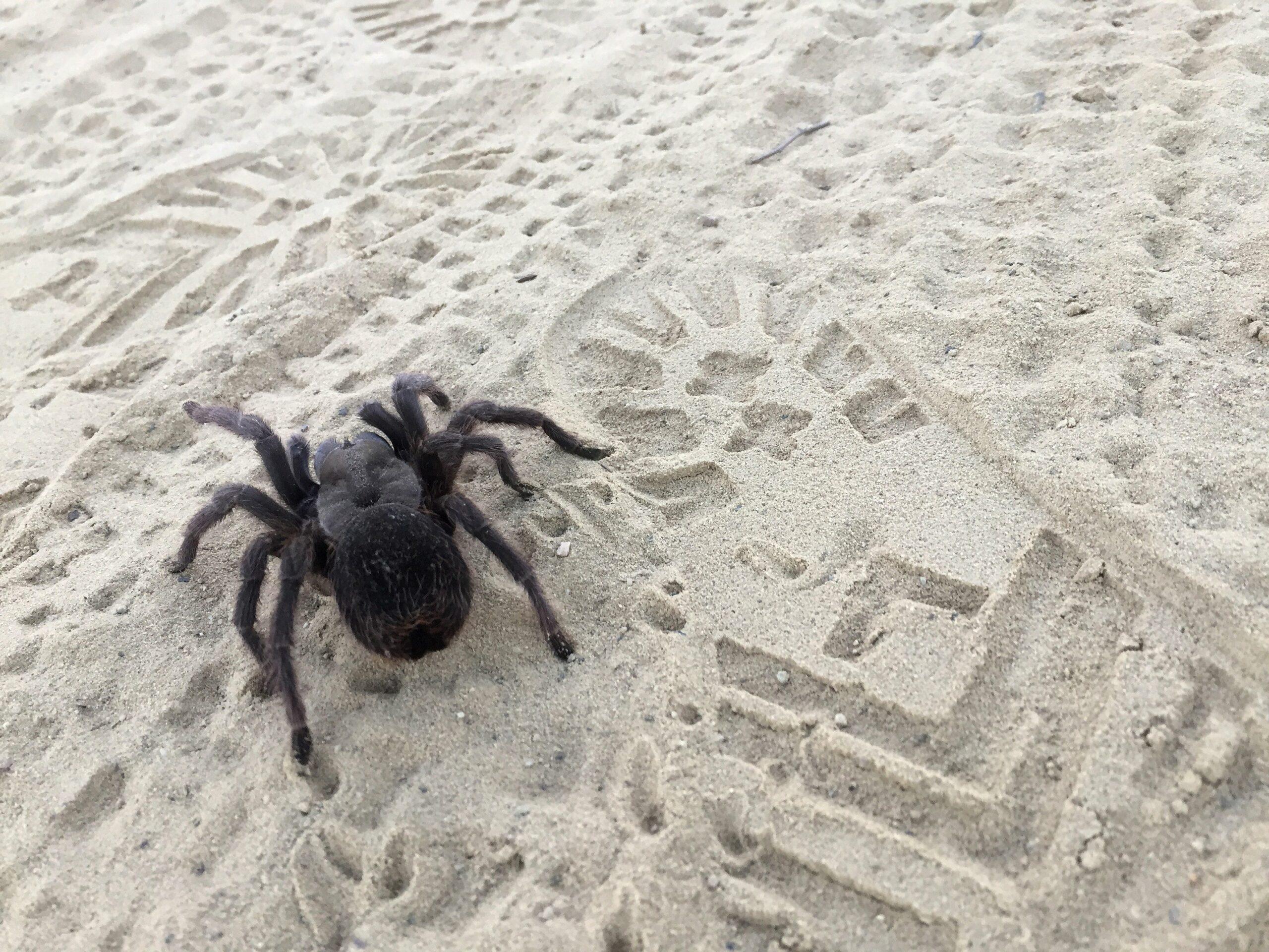 Western Desert Tarantula