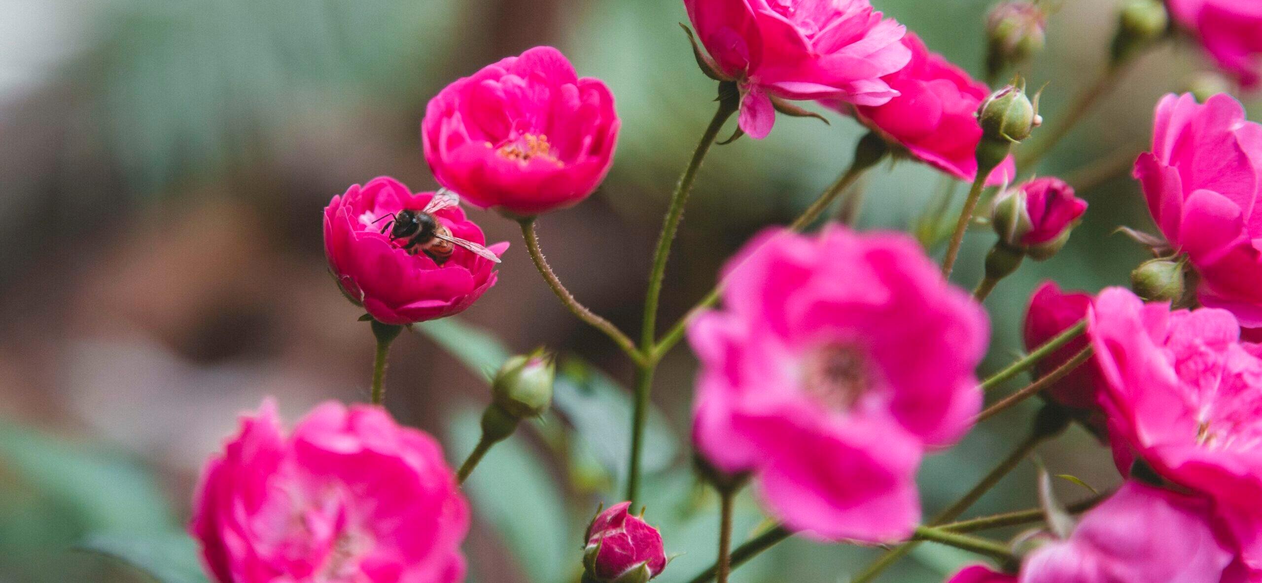 Honey Bee Forages on Small Pink Rose