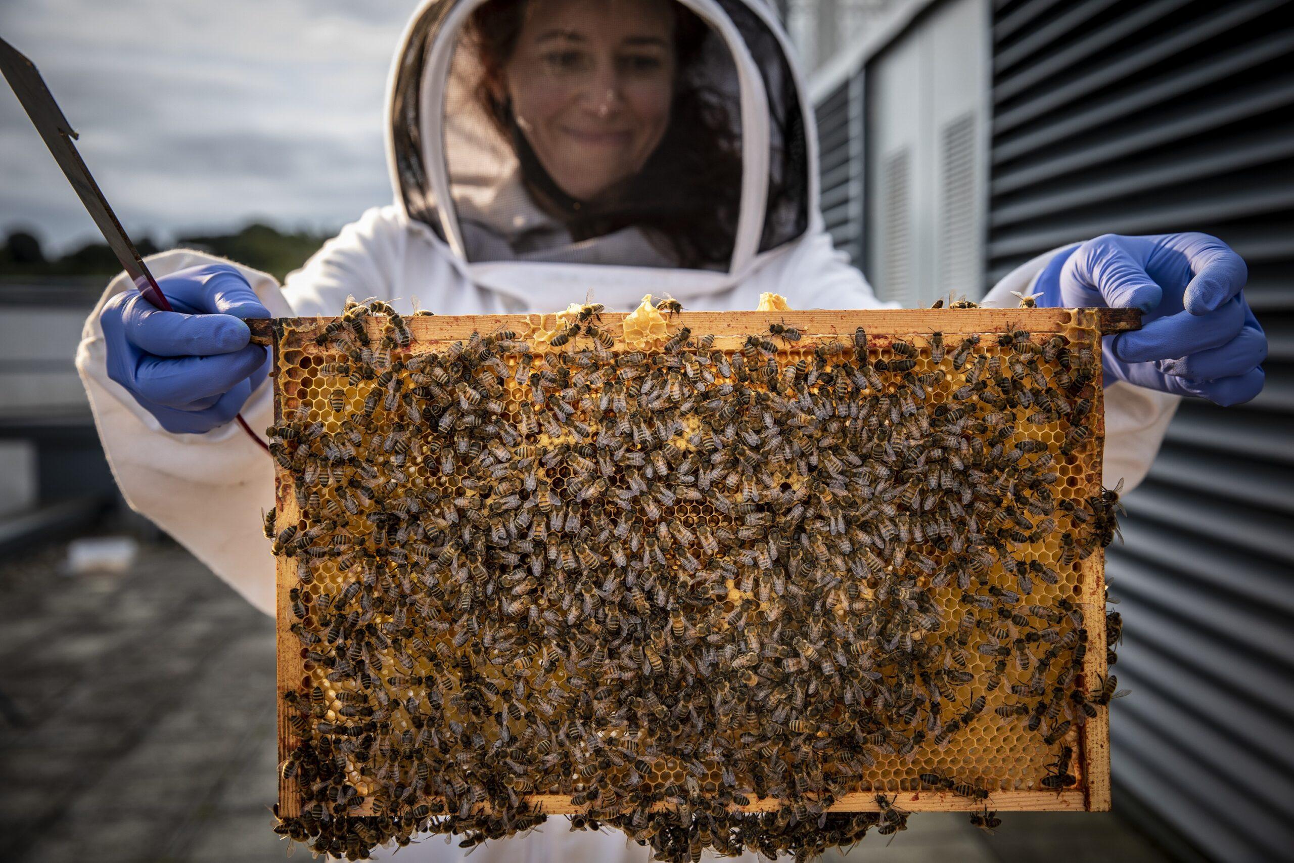 Beekeepers Edinburgh University