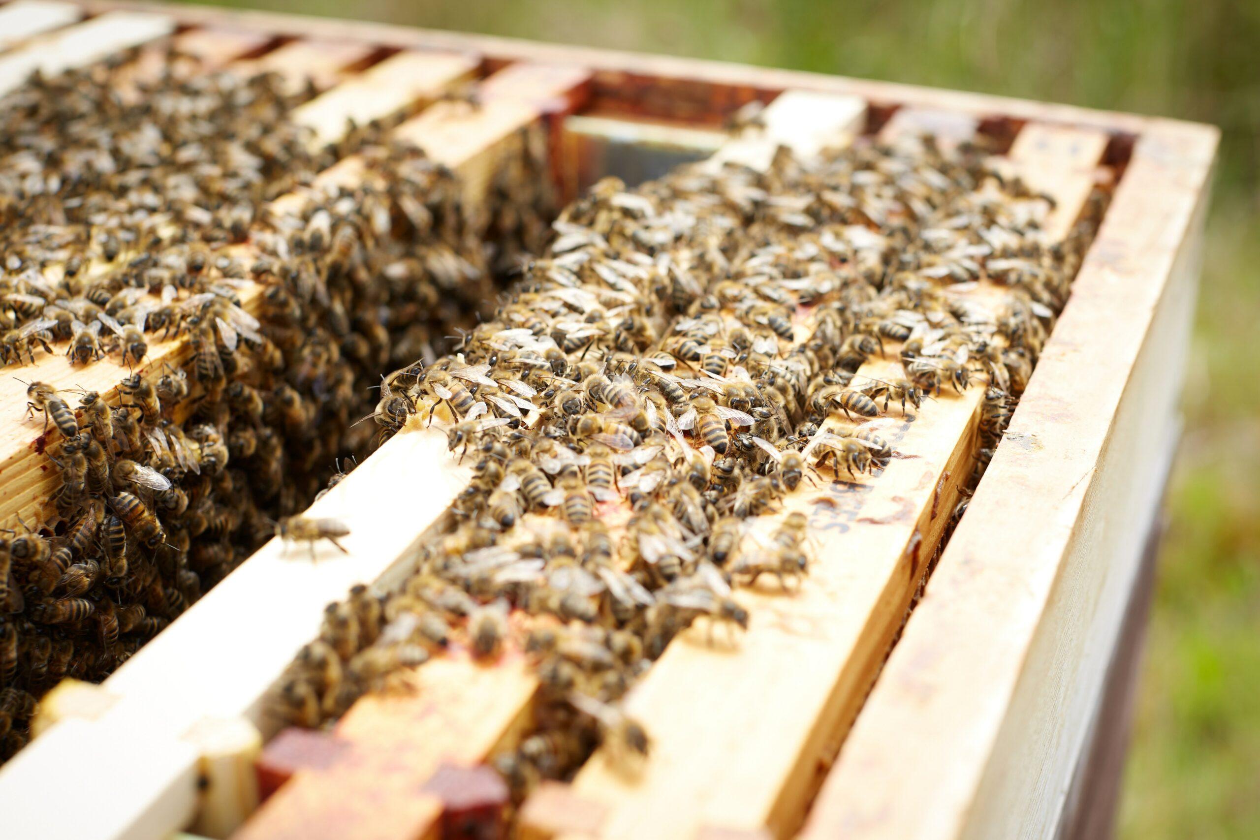 Dale Gibson of Bermondsey Bees stands at one of his apiary sites, The Royal Docks. Shot by Circe Hamilton for The Times.