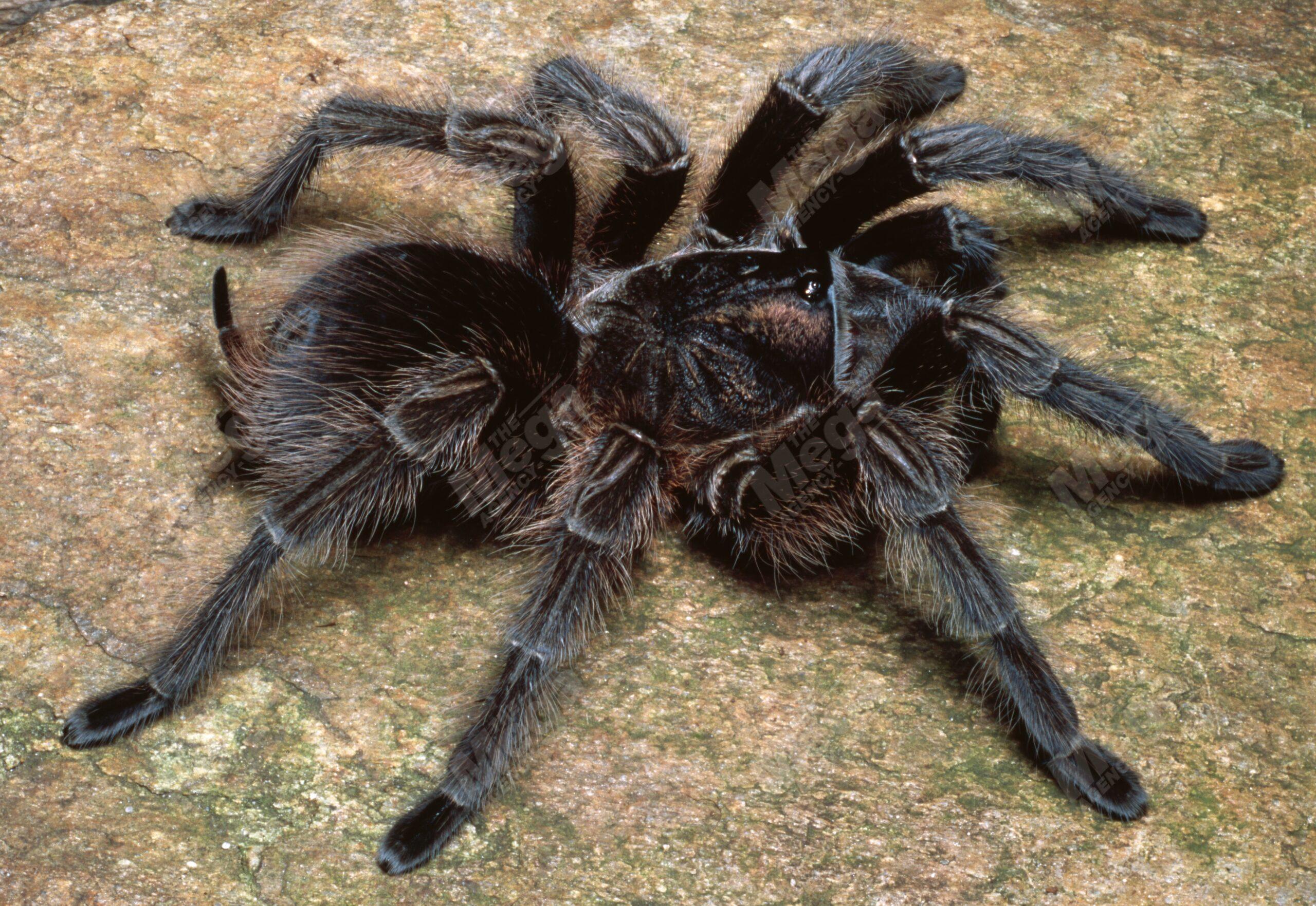 HAITIAN BROWN TARANTULA