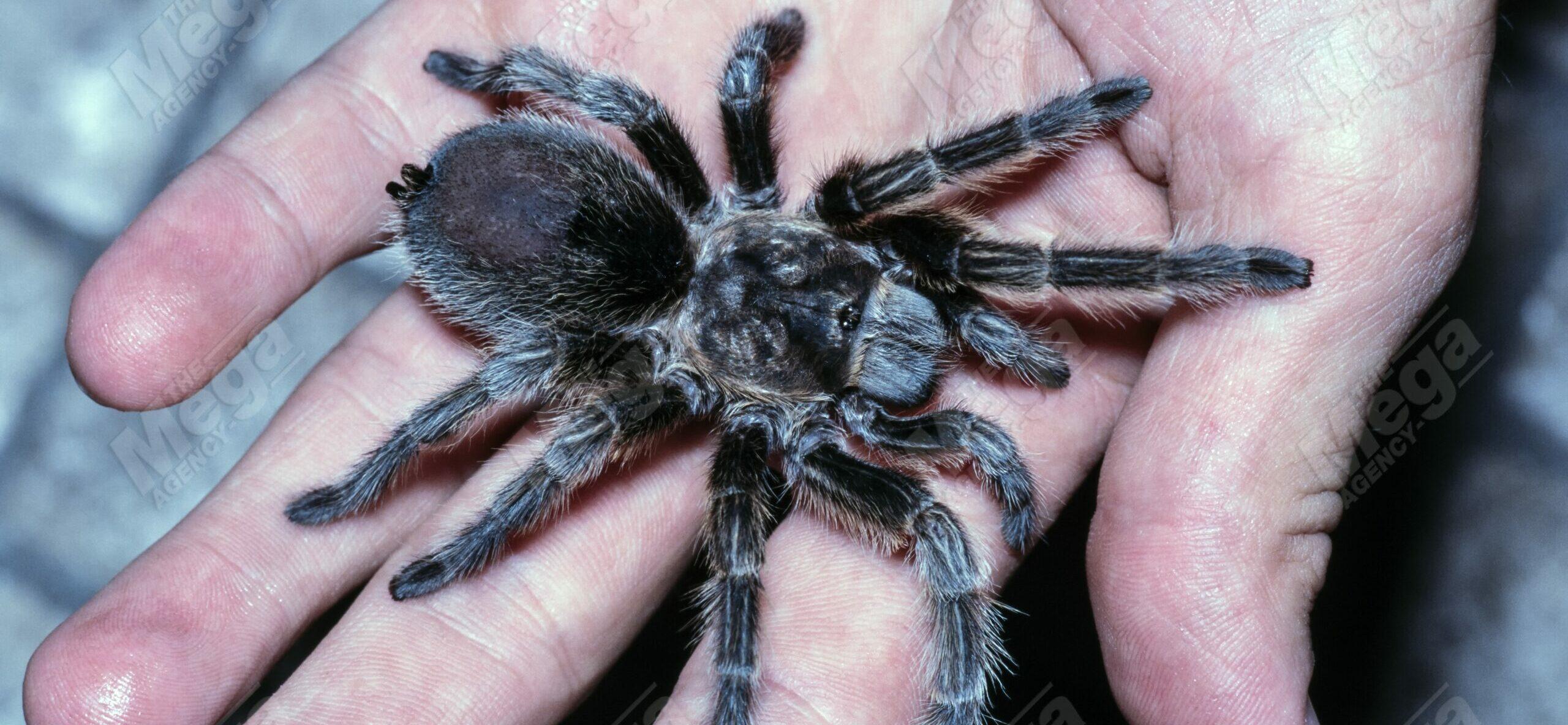Chilean tarantula, Grammostola porteri, on top of a human hand. It is one of the