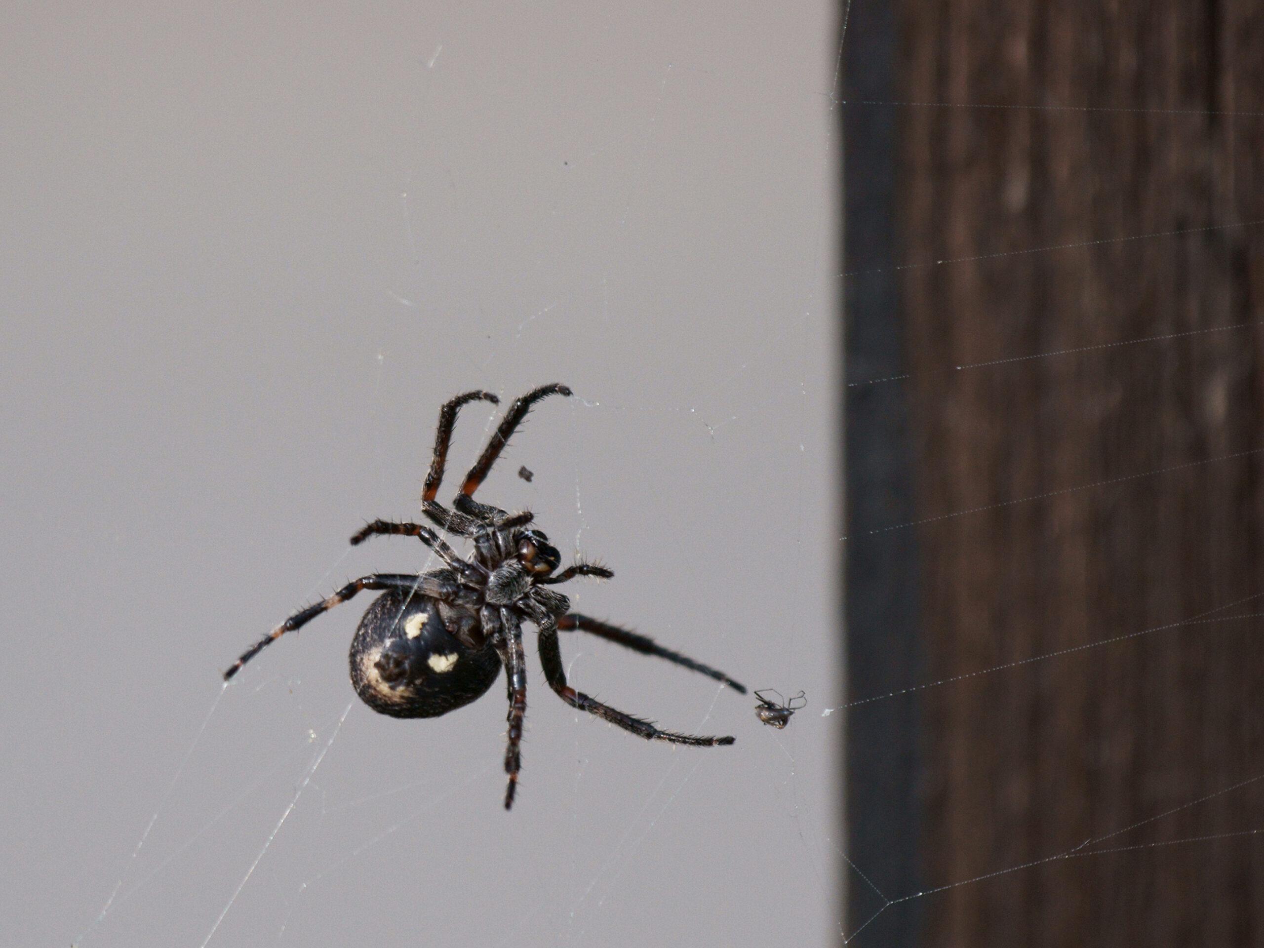Spider, Meyzieu, Rhône (69), Rhône-Alpes, France