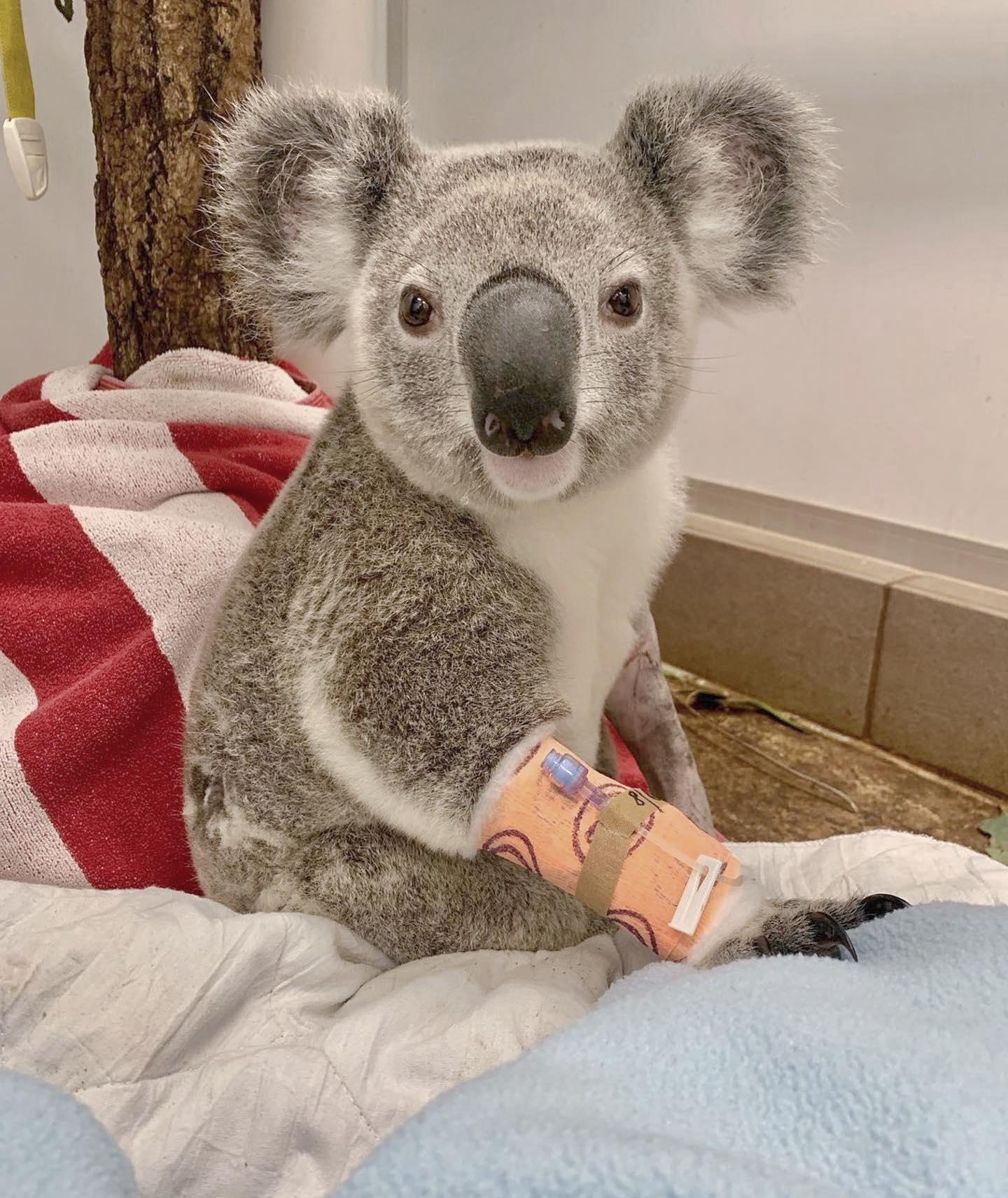 Matt the Koala at the Australia Zoo