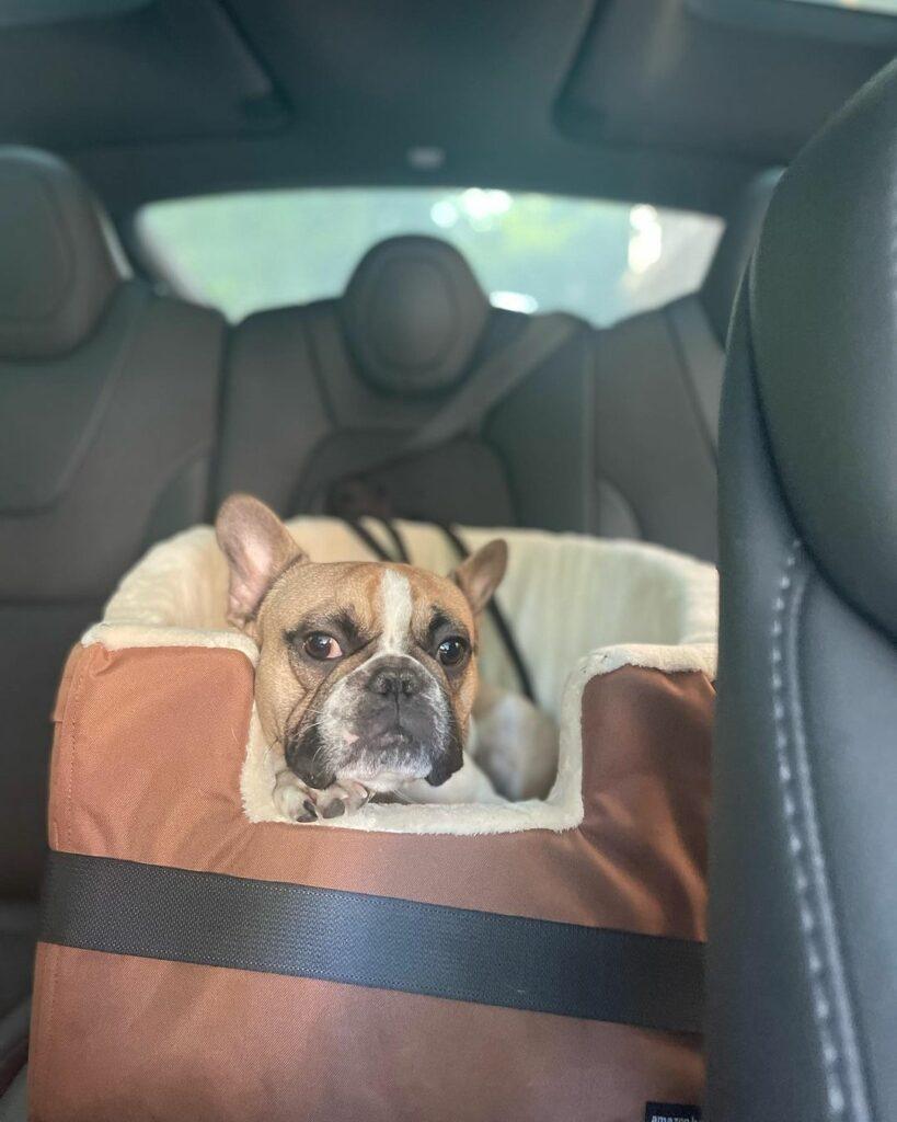 Maya Henry's dog lounging in the backseat.