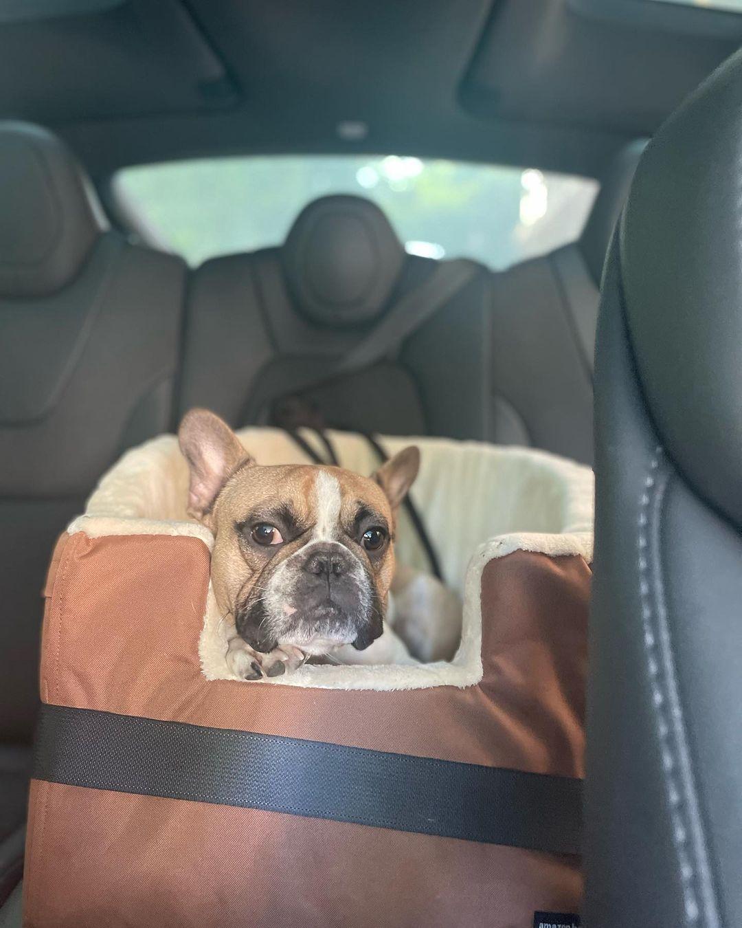 Maya Henry's dog lounging in the backseat.