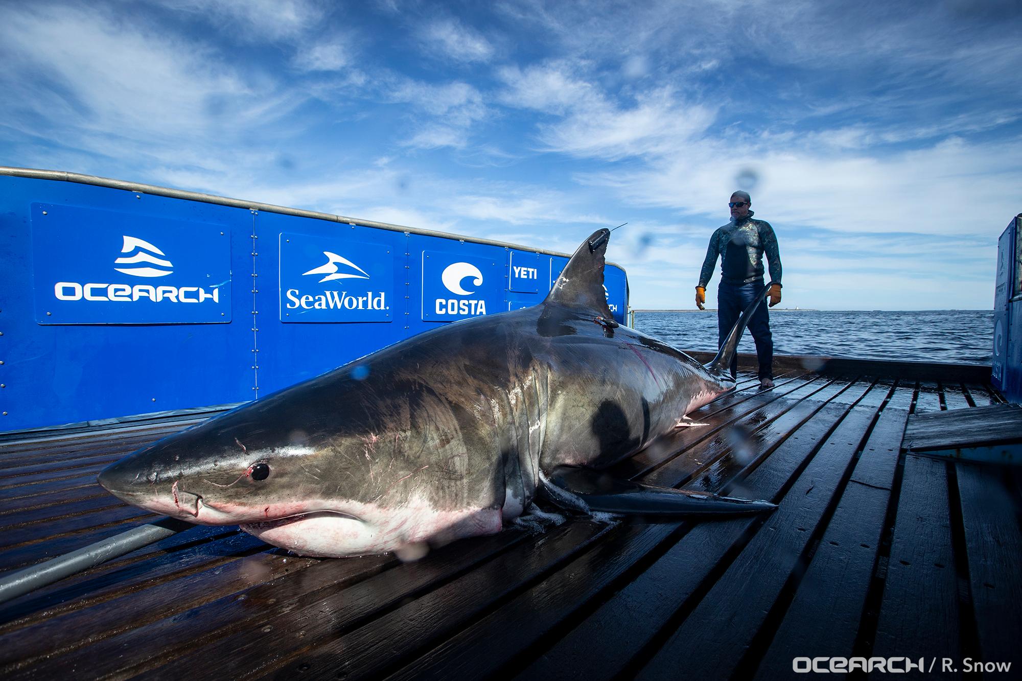 Giant great white shark Ironbound tracked close to popular US beach spot