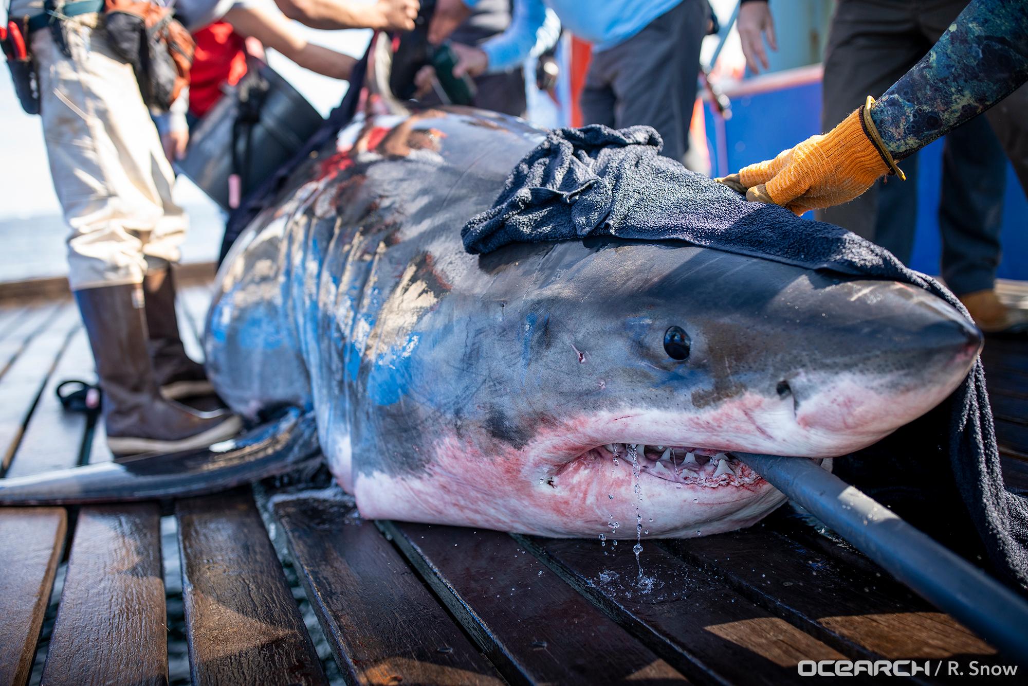 Giant great white shark Ironbound tracked close to popular US beach spot