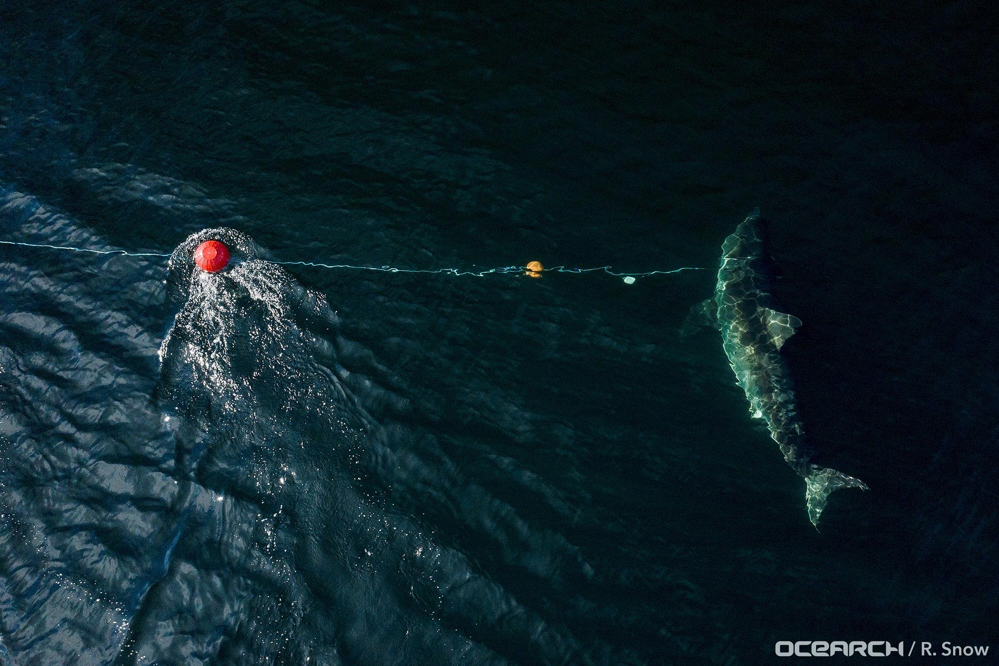 Giant great white shark Ironbound tracked close to popular US beach spot