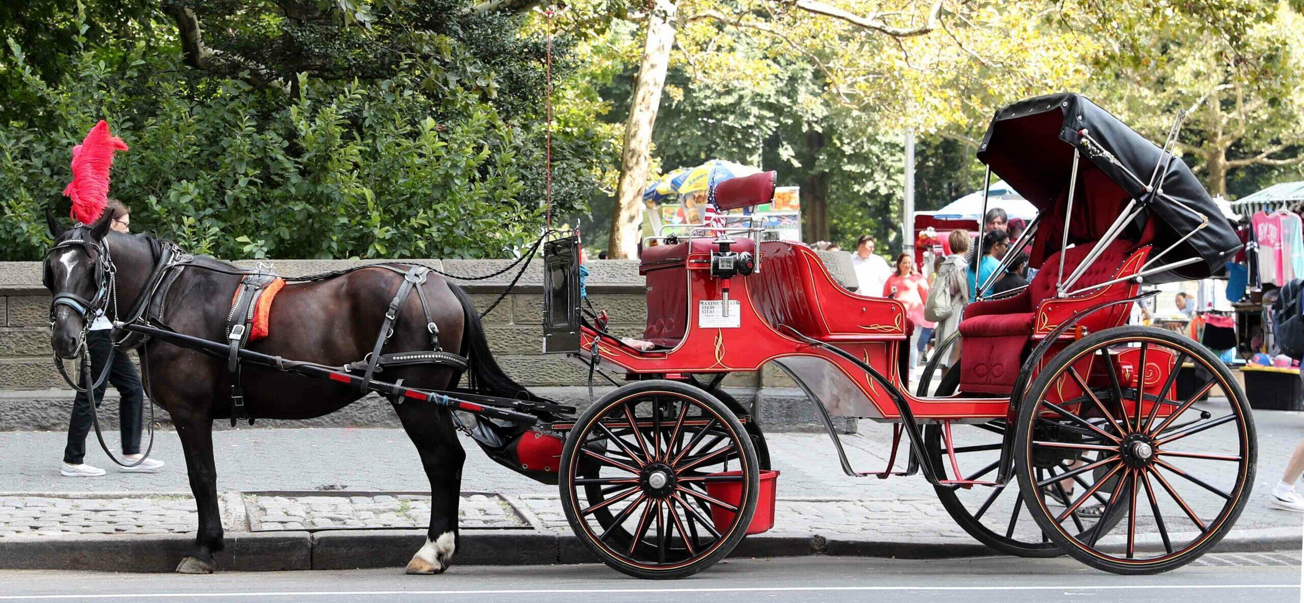 Animal Rescue Planned For Retired NYC Carriage Horses