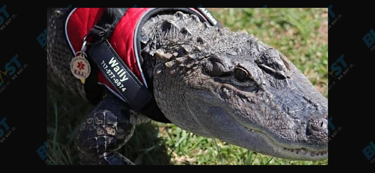 Philadelphia’s LOVE Park Gets Some Love From WallyGator, Popular Emotional Support Alligator