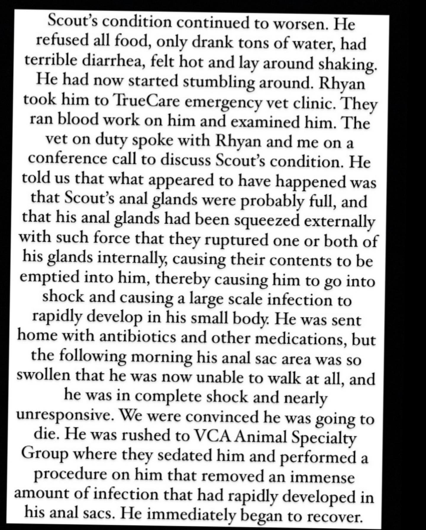 Donna D'Errico's dog Scout health scare page 4