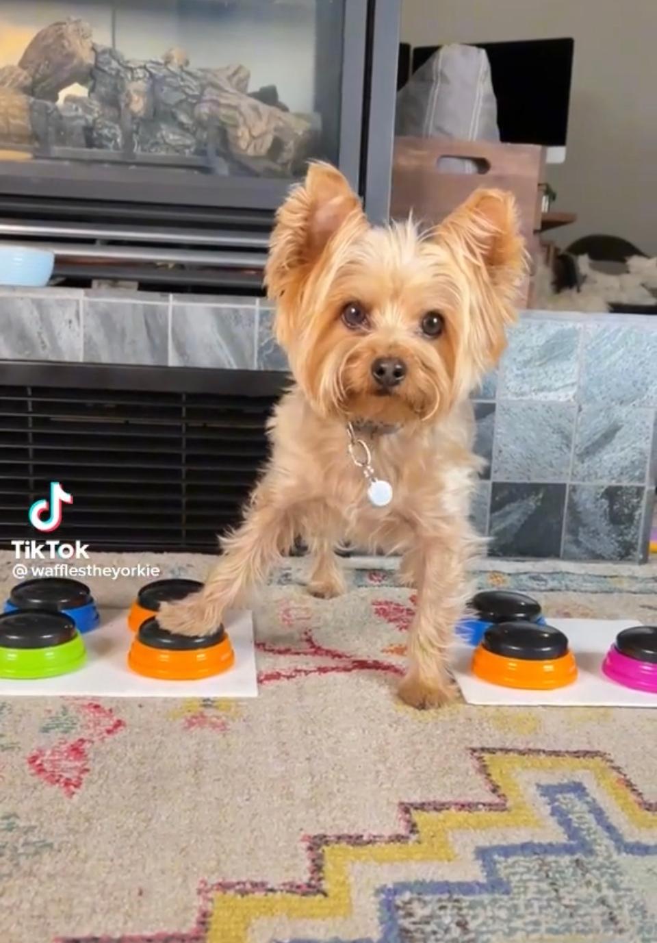 'Talking' Dogs Are Taking Over TikTok!