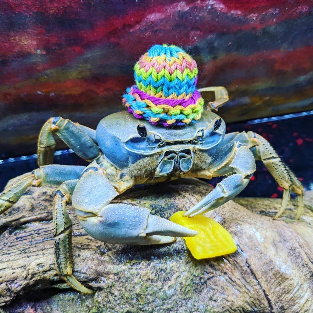 Howie The Crab Has Many Fans Invested In Her Current Molting Situation