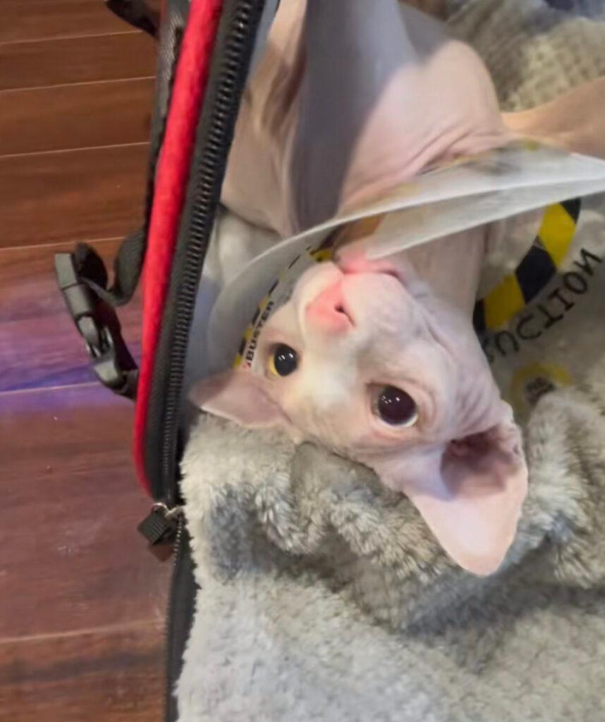 Nudacris Has Been Neutered! TikTok Sphynx Rocks The 'Cone Of Shame'