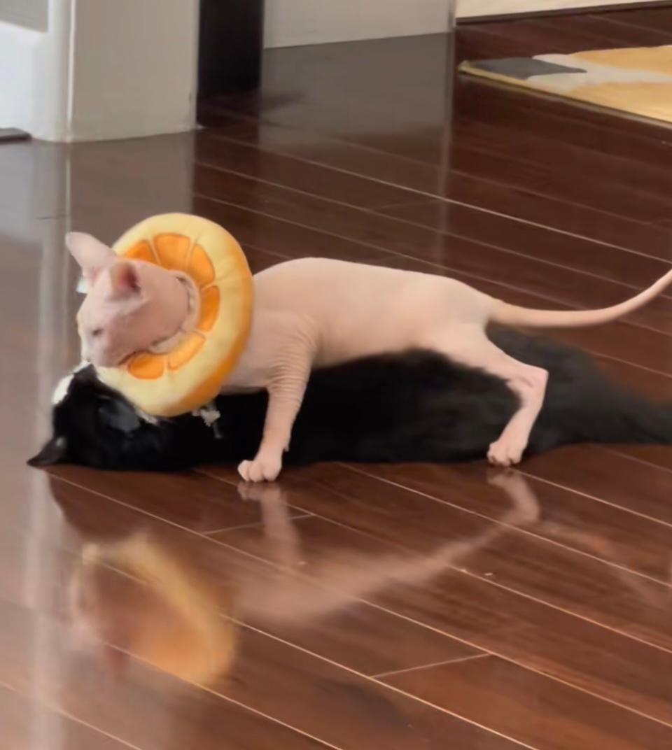 Nudacris the sphynx on TikTok