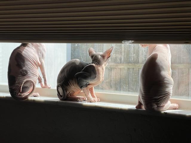 Nudacris, Boris, and Khaleesi