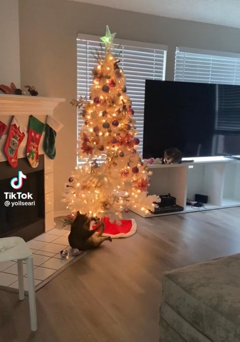 Yoilseari on TikTok