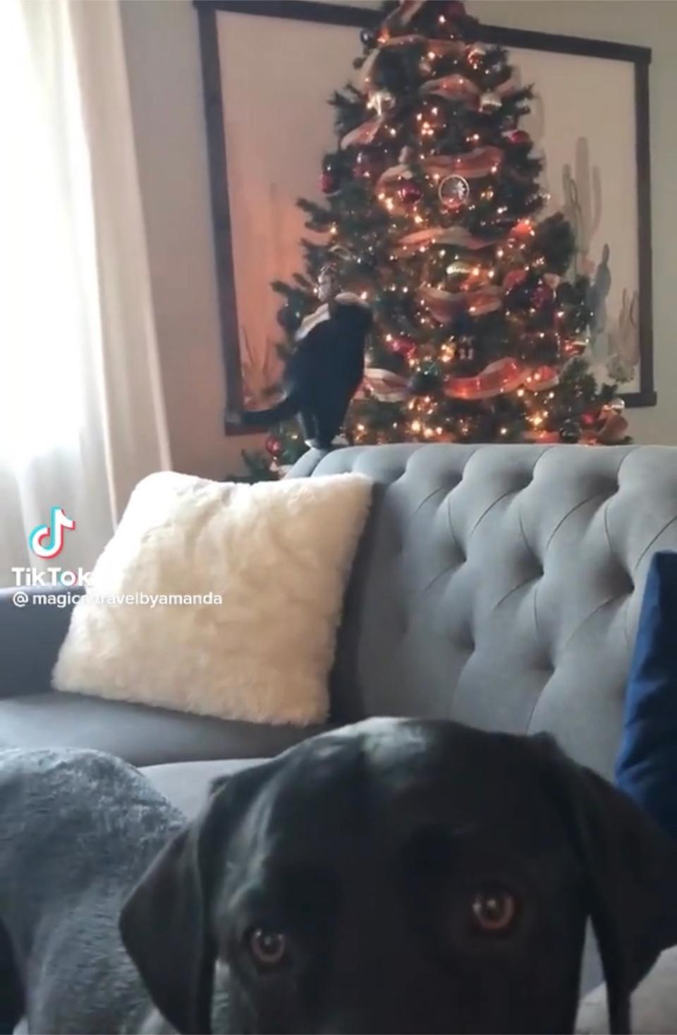 Magical Travel by Amanda on TikTok