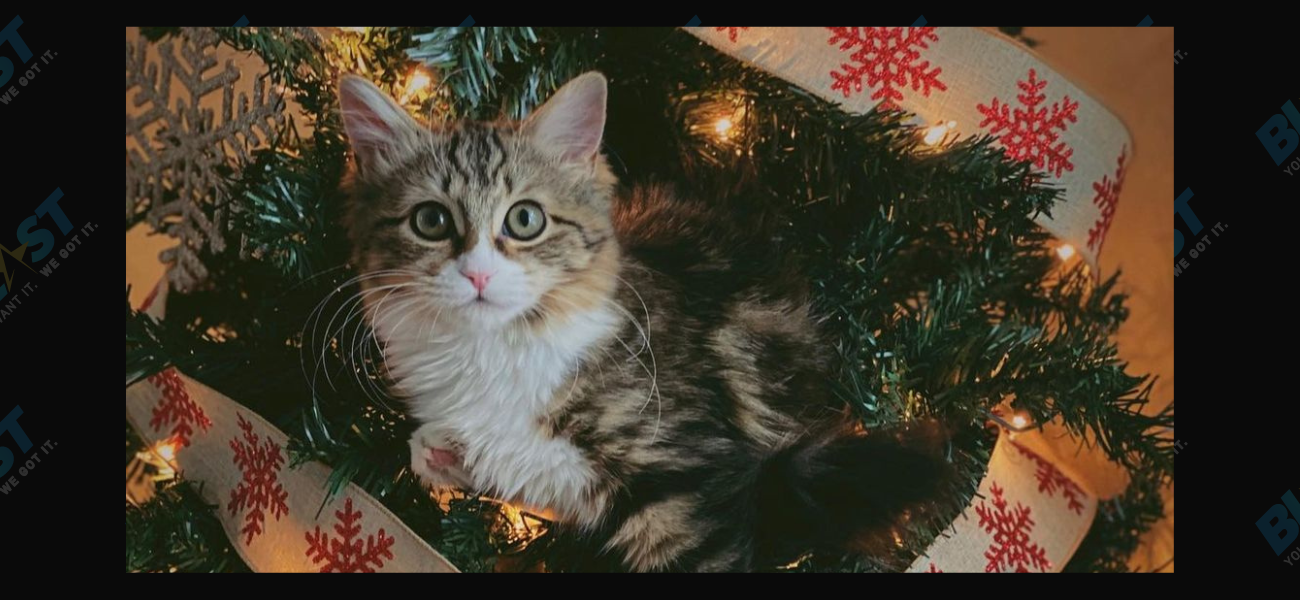 Cat in Christmas Tree