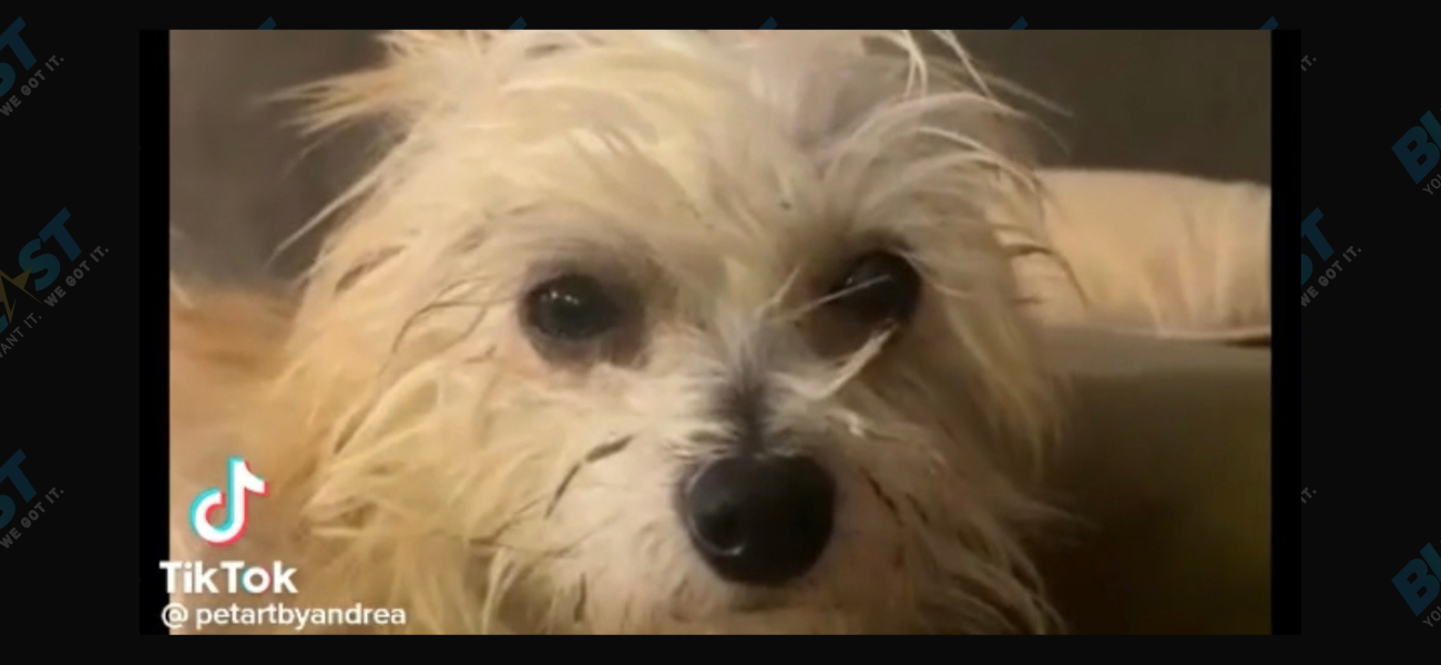 Bob, The Only Dog Left At Rescue Event, Is About To Find His Forever Home After Viral TikTok