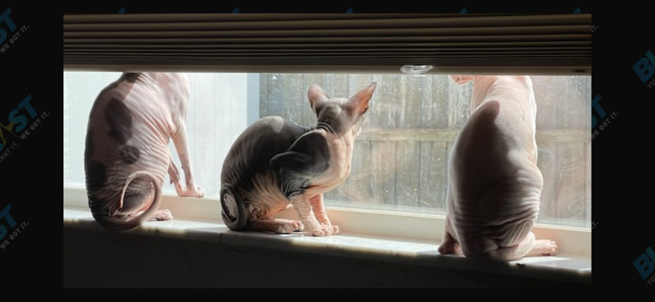 TikTok’s Favorite Naked Cat, Nudacris, Gives An Exclusive Peek Into His Daily Life!