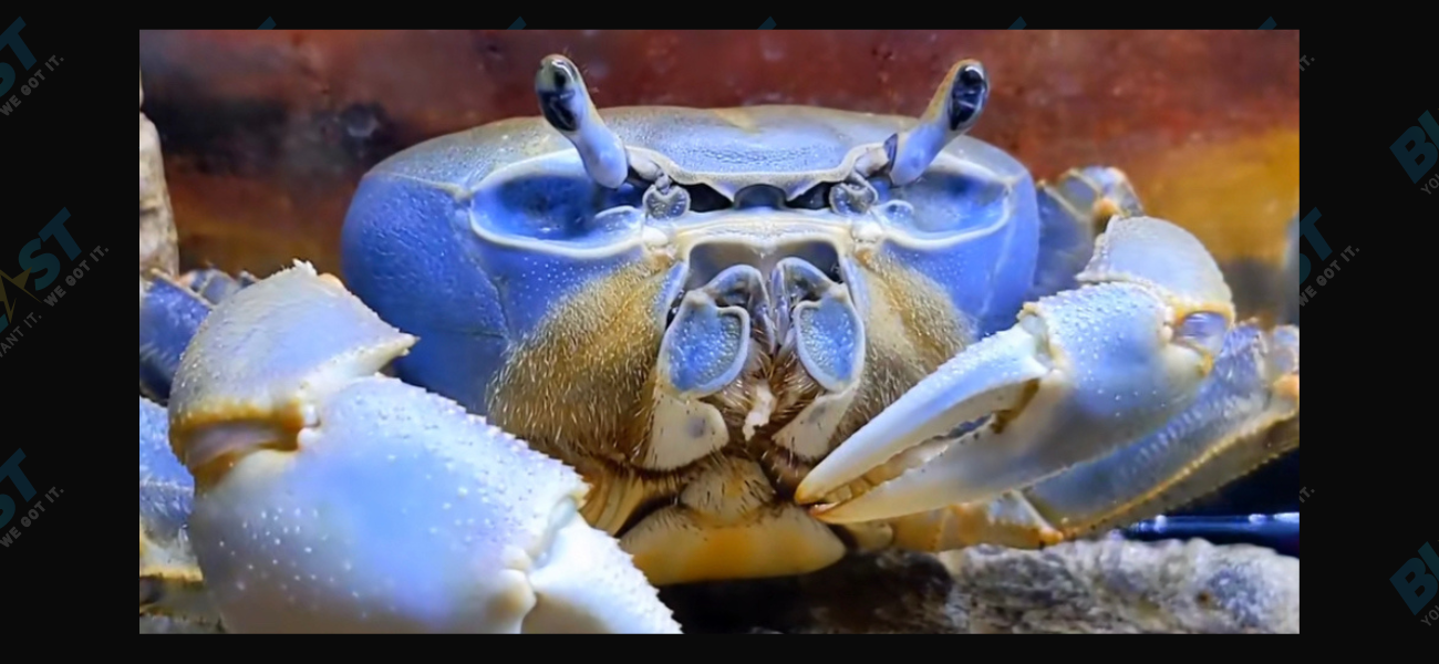 ‘Molt Watch 2023’: Fans Anxiously Wait For Howie The Crab To Molt!