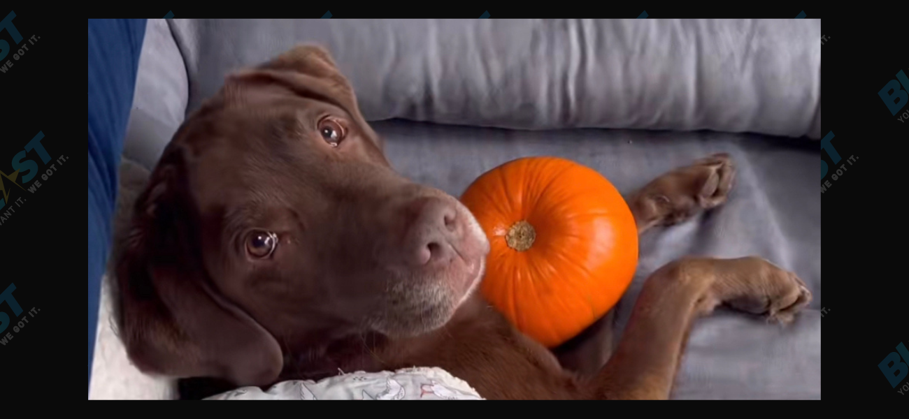 Love Story Of TikTok Pup Ollie And His Pumpkin Still Going Strong!
