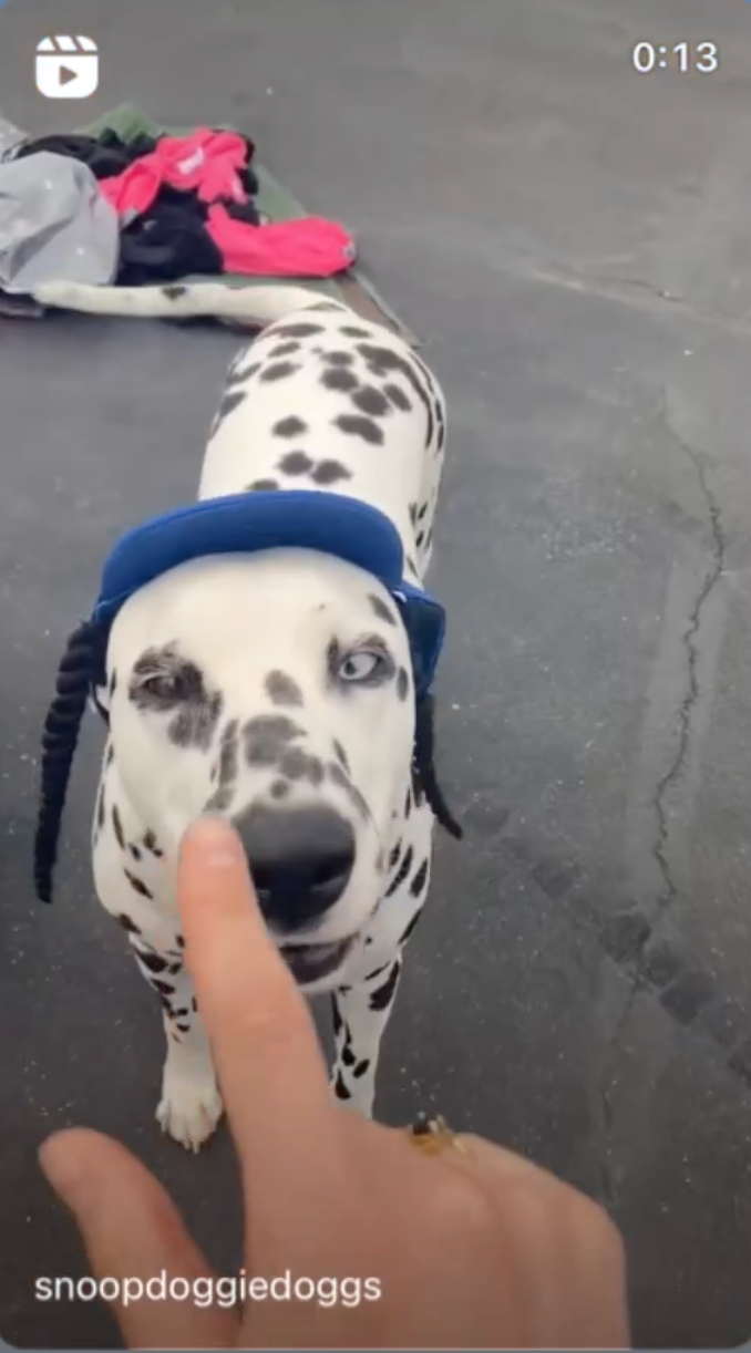 Snoop Dogg's No Discrimination Dog Clothing Launching