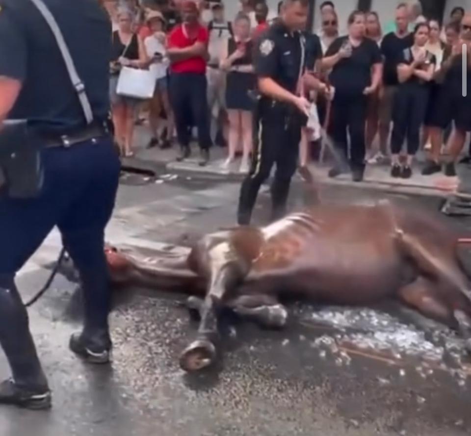 NYC Carriage Horse Being Hosed Down In The Heat