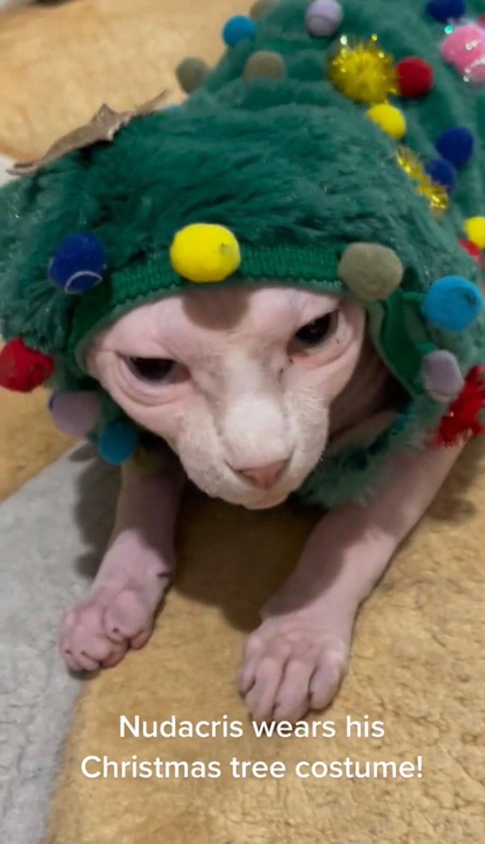 Nudacris the sphynx