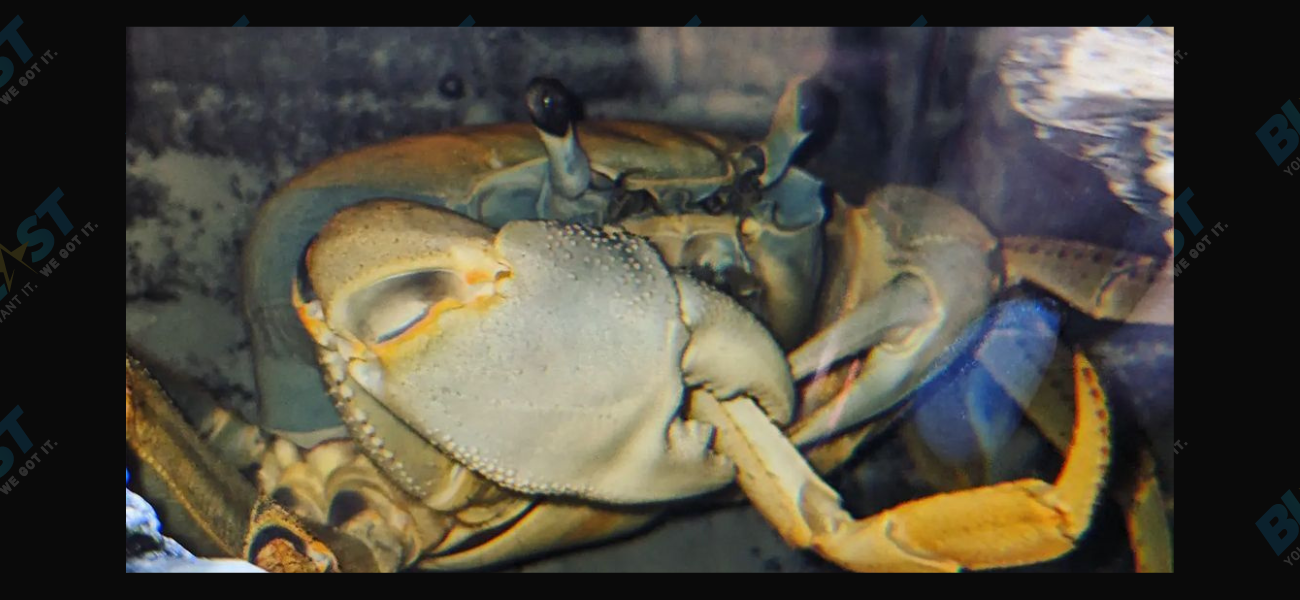 Howie The TikTok Crab Is Now Feasting On Her Old Legs (Don’t Worry, This Is Normal!)