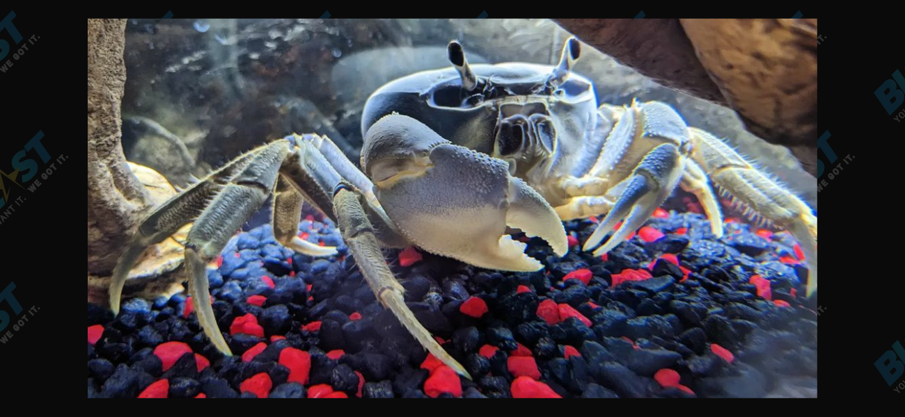 Now That TikTok Favorite Howie The Crab Successfully Molted, What’s Next?