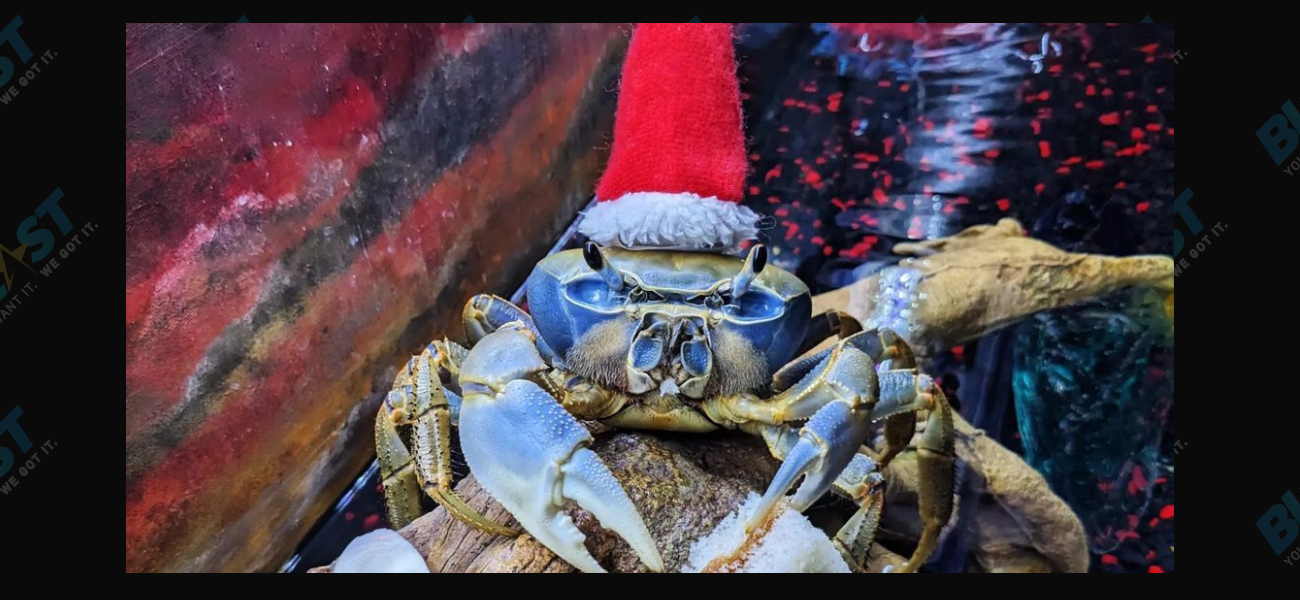 Howie The Crab’s Mom Answers Fans Questions On TikTok Live