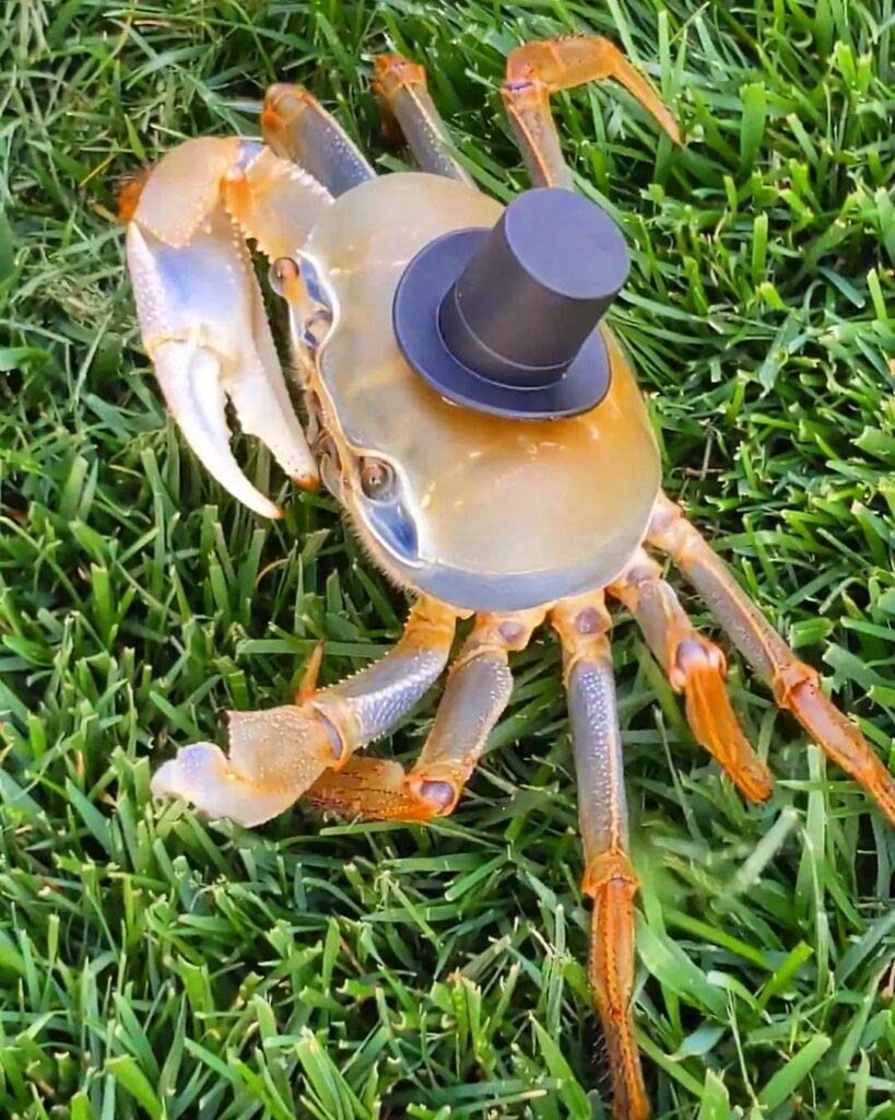 Howie the Crab Hasn't Molted But TikTokers Won't Give Up Hope!