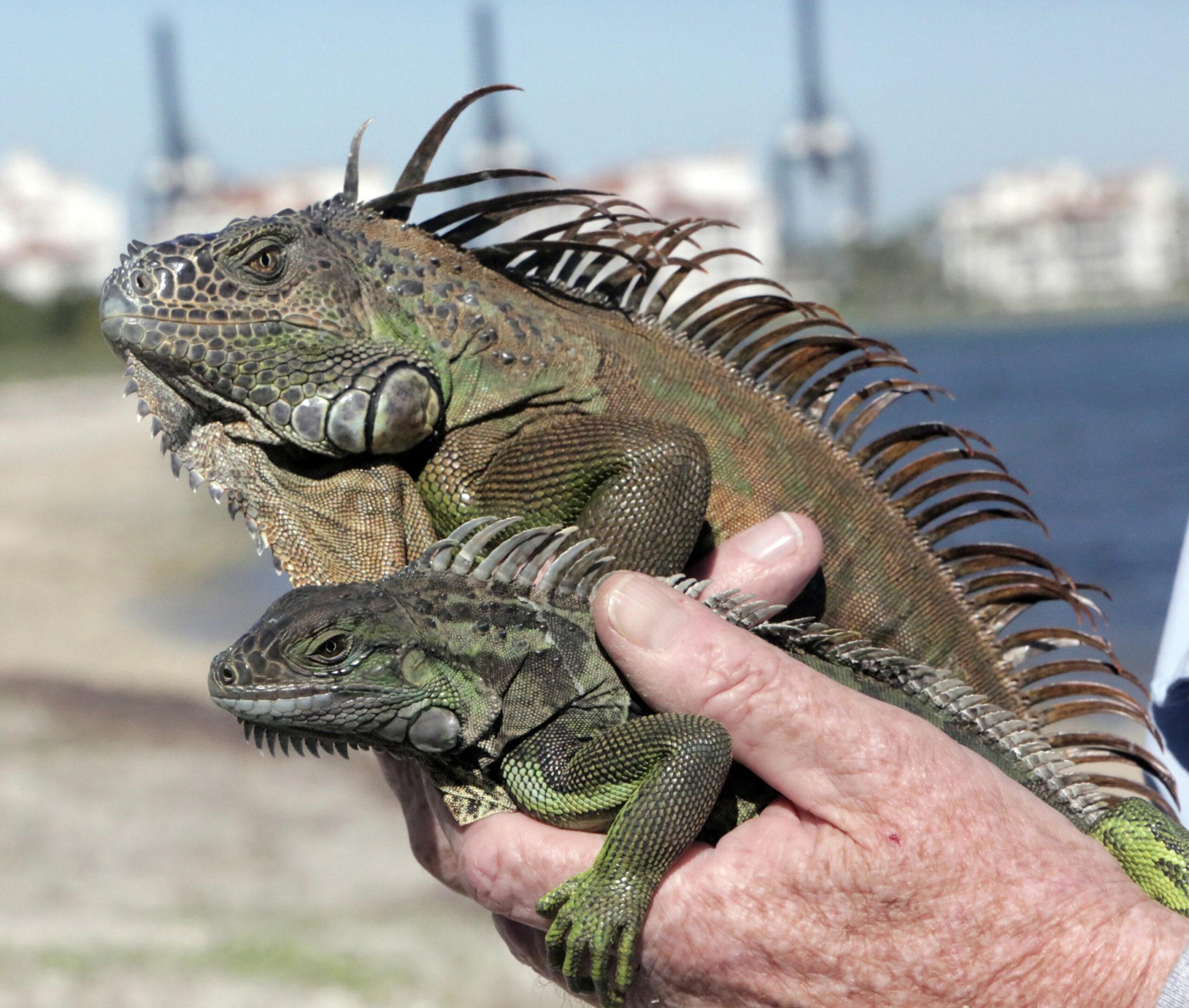 Florida Iguanas falling from trees