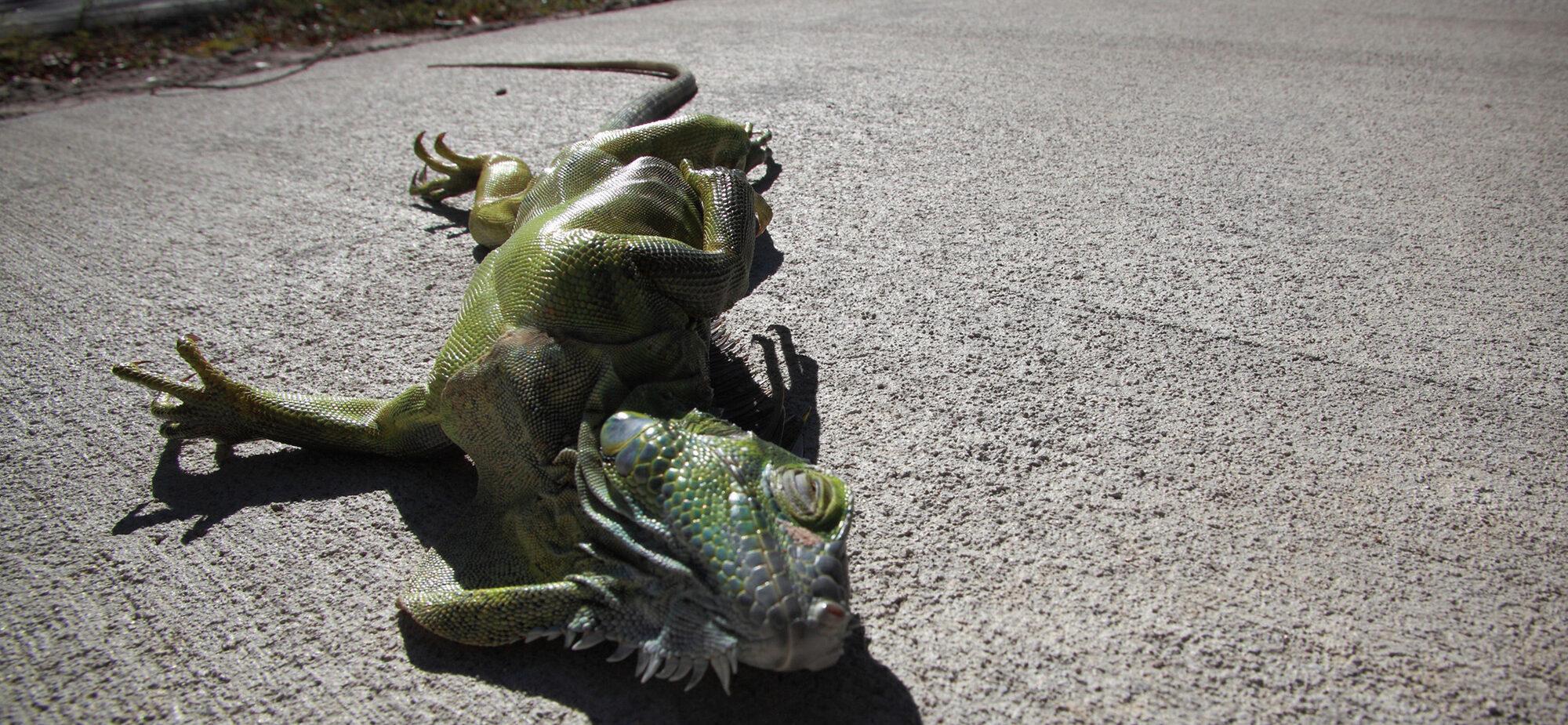 Falling Iguanas in Florida